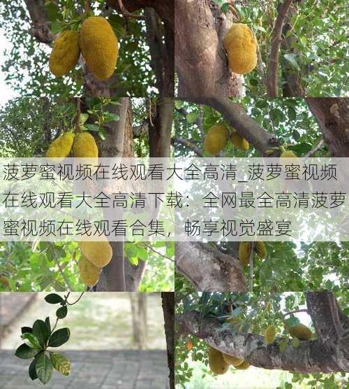菠萝蜜视频在线观看大全高清_菠萝蜜视频在线观看大全高清下载:全网最全高清菠萝蜜视频在线观看合集,畅享视觉盛宴