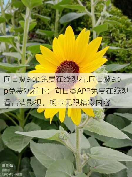 向日葵app免费在线观看,向日葵app免费观看下:向日葵APP免费在线观看高清影视,畅享无限精彩内容