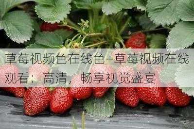 草莓视频色在线色—草莓视频在线观看：高清，畅享视觉盛宴