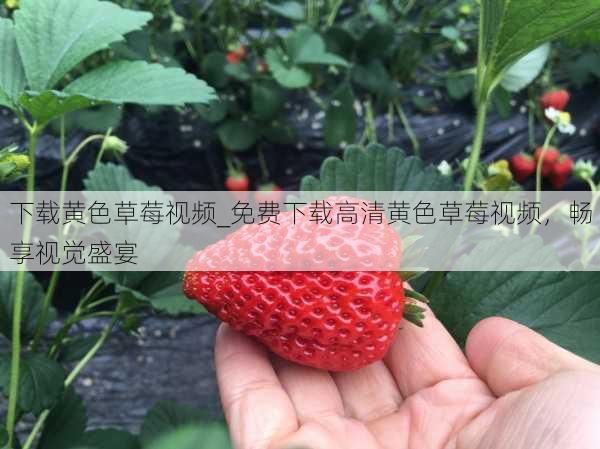 下载黄色草莓视频_免费下载高清黄色草莓视频，畅享视觉盛宴