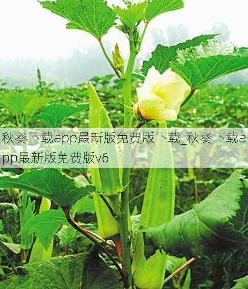 秋葵下载app最新版免费版下载_秋葵下载app最新版免费版v6