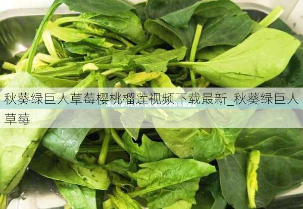 秋葵绿巨人草莓樱桃榴莲视频下载最新_秋葵绿巨人草莓