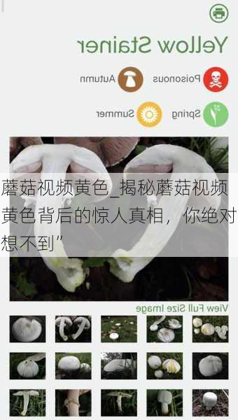 蘑菇视频黄色_揭秘蘑菇视频黄色背后的惊人真相，你绝对想不到”