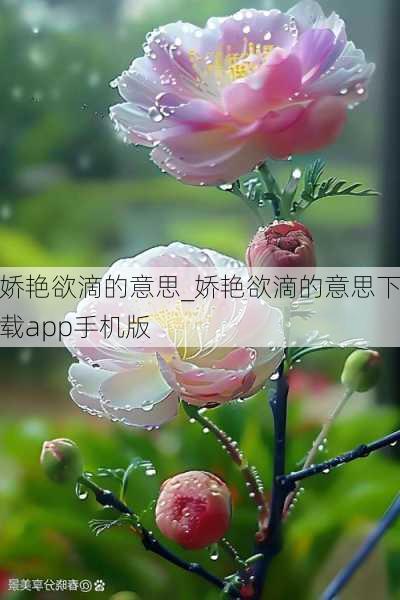 娇艳欲滴的意思_娇艳欲滴的意思下载app手机版
