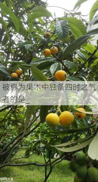 被称为果木中独备四时之气者的是_