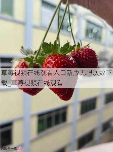 草莓视频在线观看入口新版无限次数下载_草莓视频在线观看