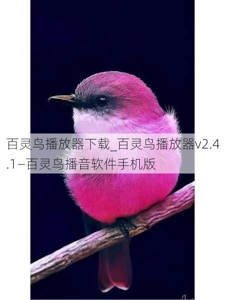 百灵鸟播放器下载_百灵鸟播放器v2.4.1—百灵鸟播音软件手机版