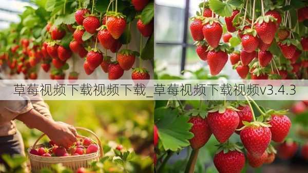 草莓视频下载视频下载_草莓视频下载视频v3.4.3
