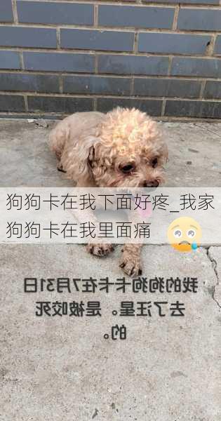 狗狗卡在我下面好疼_我家狗狗卡在我里面痛