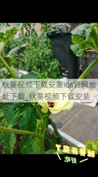 秋葵视频下载安装ios官网地址下载_秋葵视频下载安装